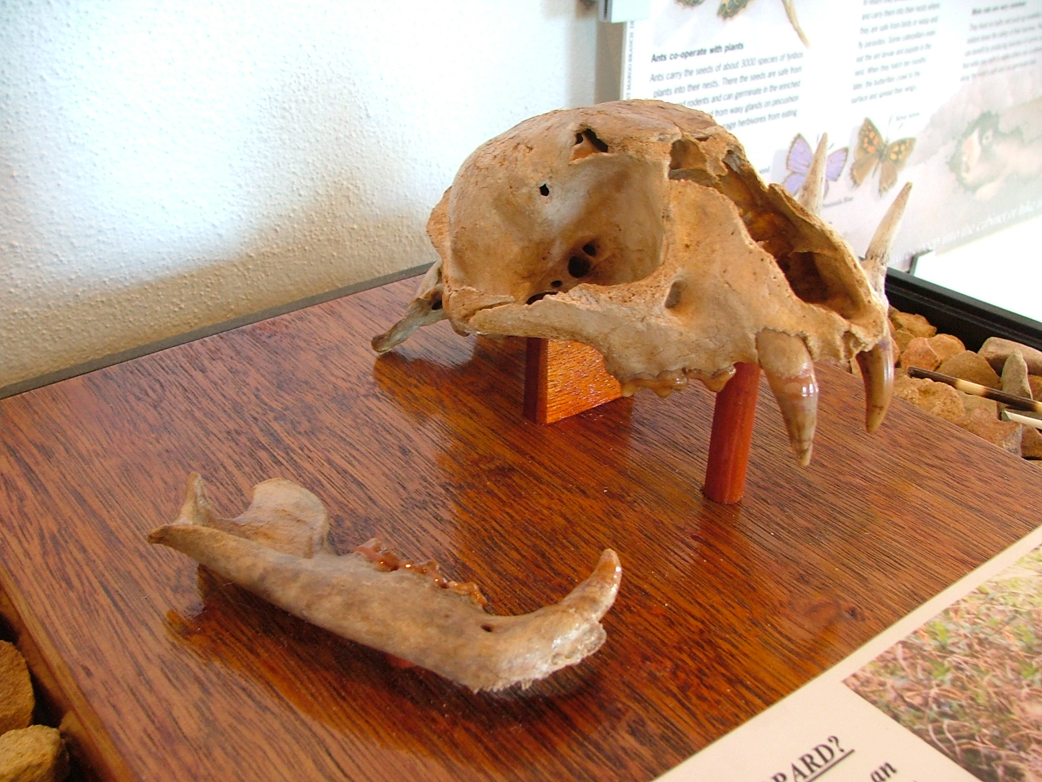 Leopard Skull Cave [Picture][Leopard skull right view Cape Point Museum][19970720][PSwart]