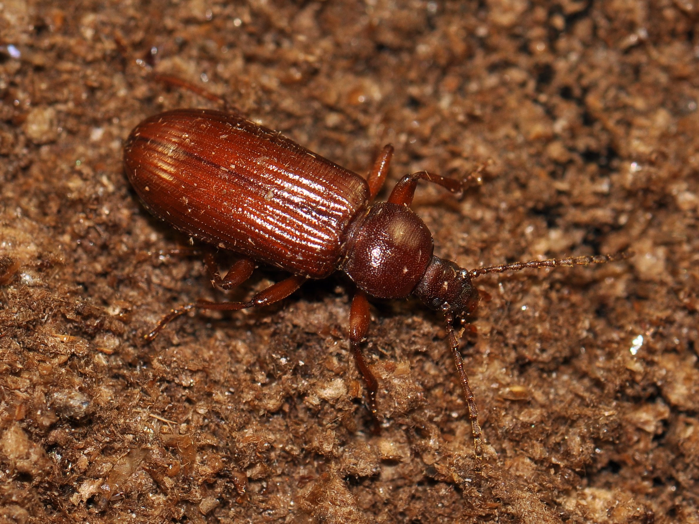 Tenebrionidae beetle specimen