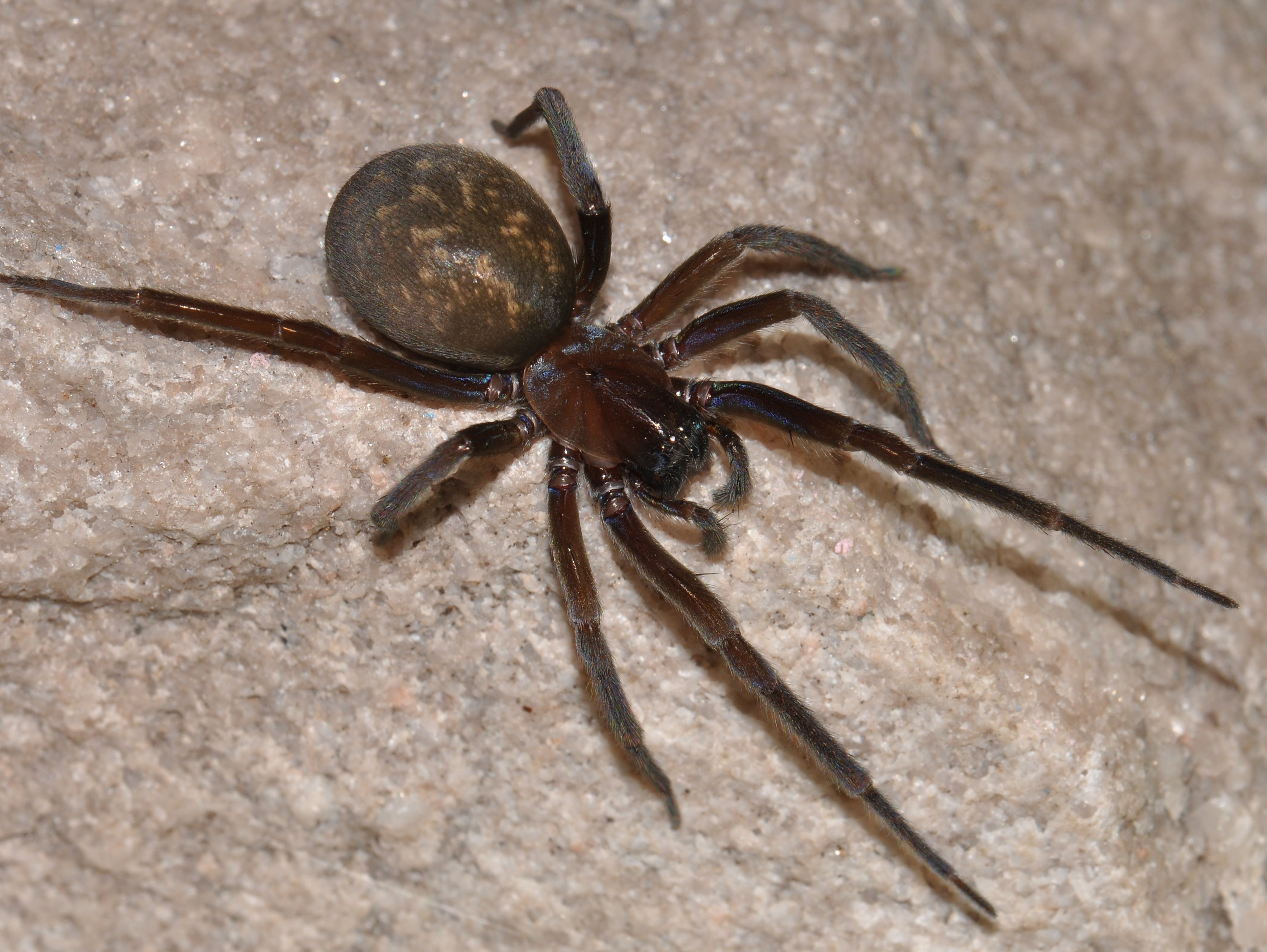 Spider specimen