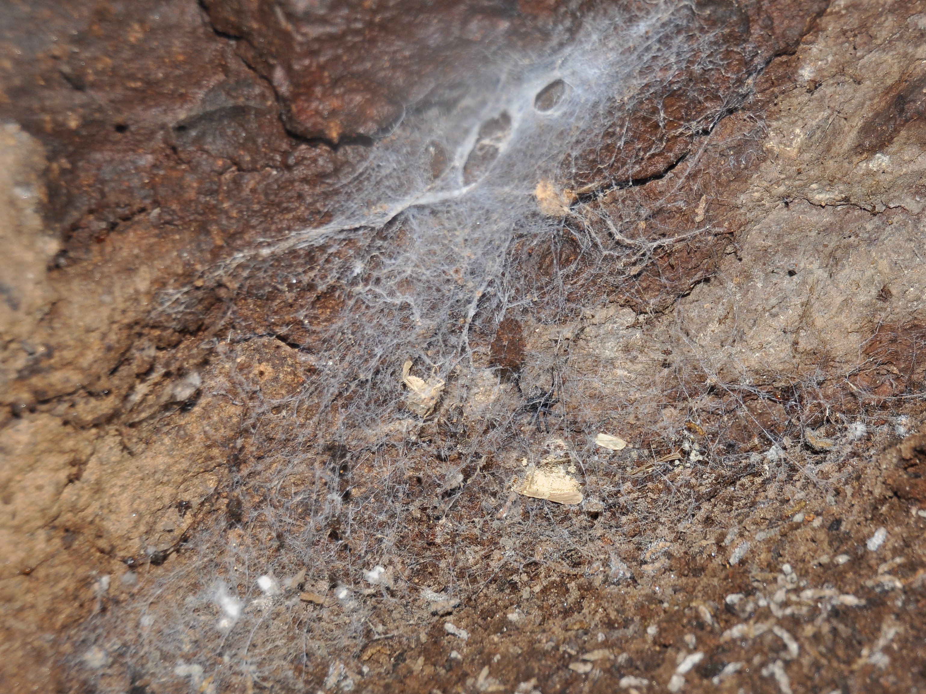 Spider web detail