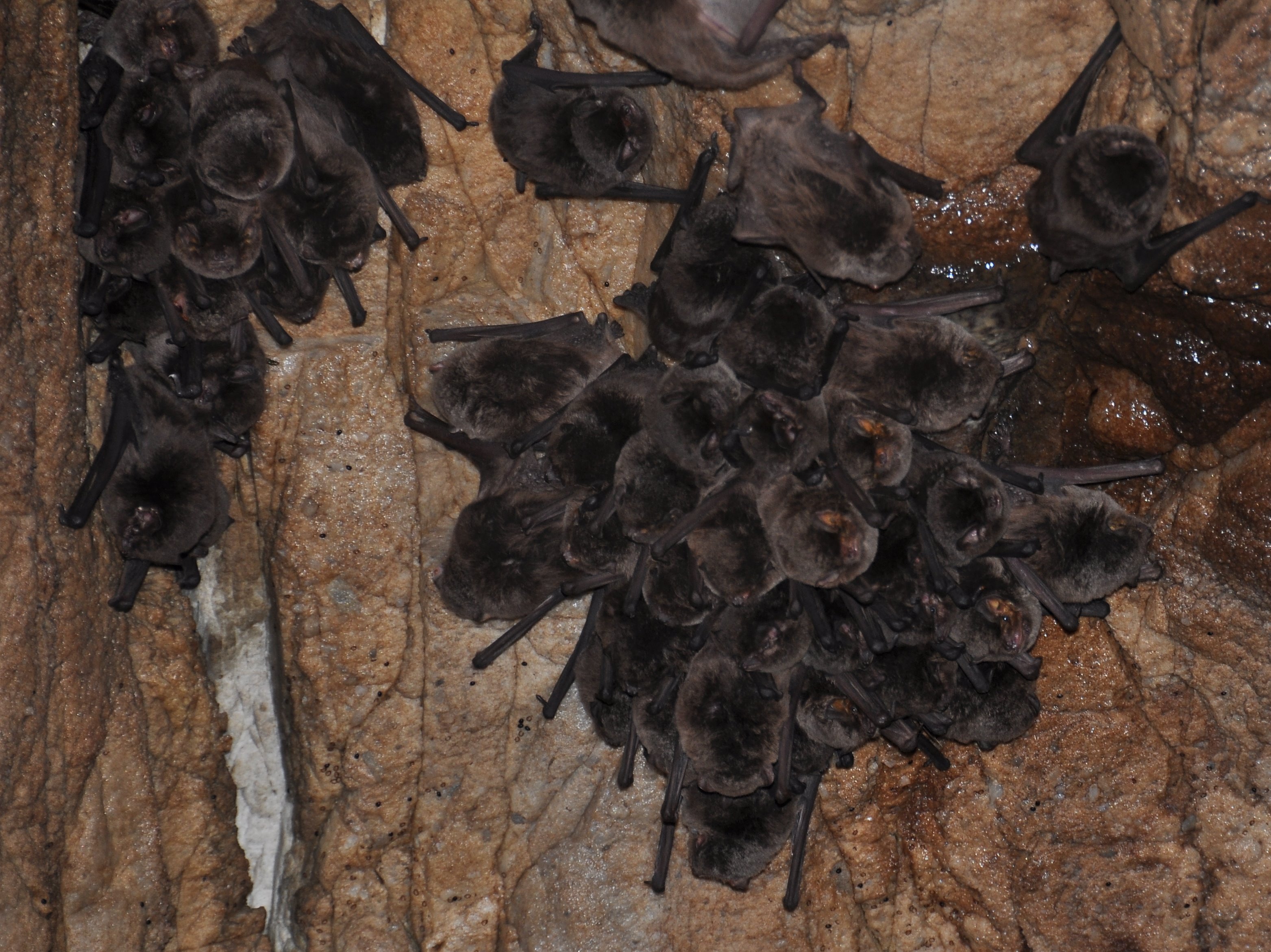 Miniopterus schreibersii bat