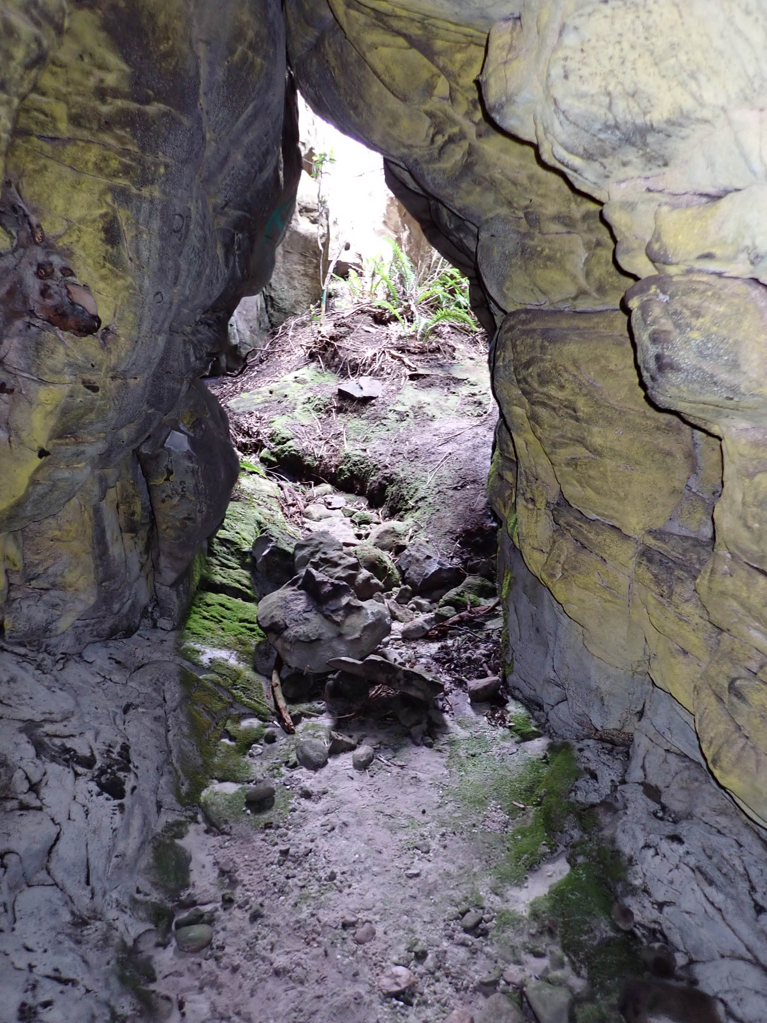 Erica Cave golden fungus
