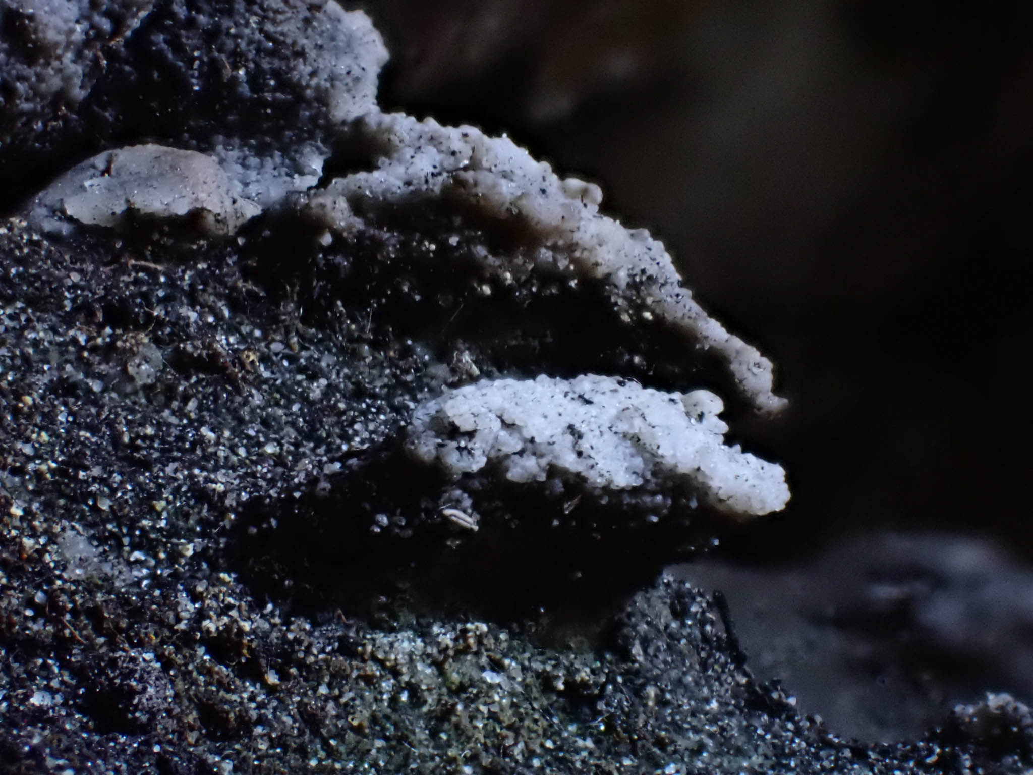 Wal nodule white caps