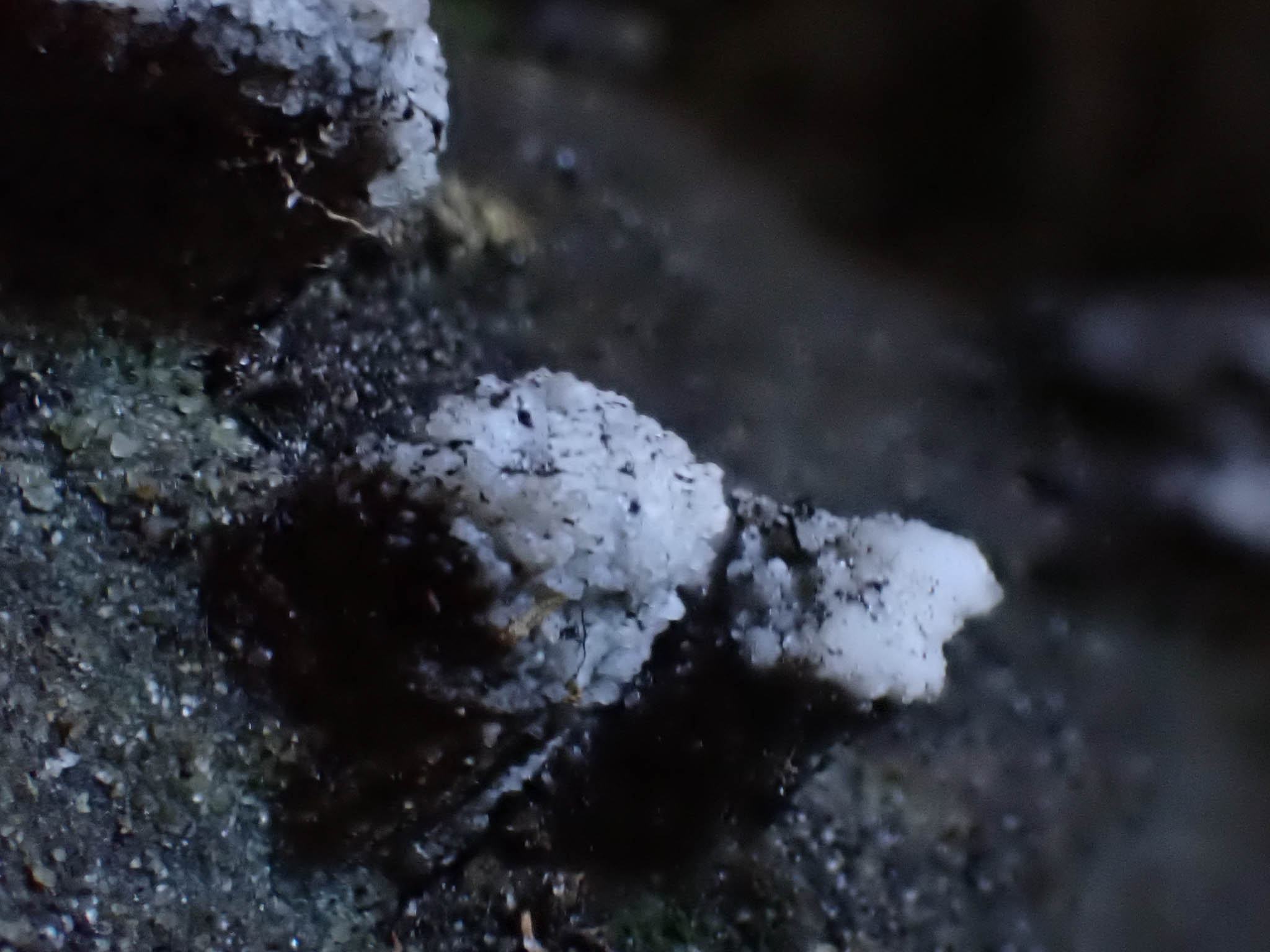 Wall nodule white caps