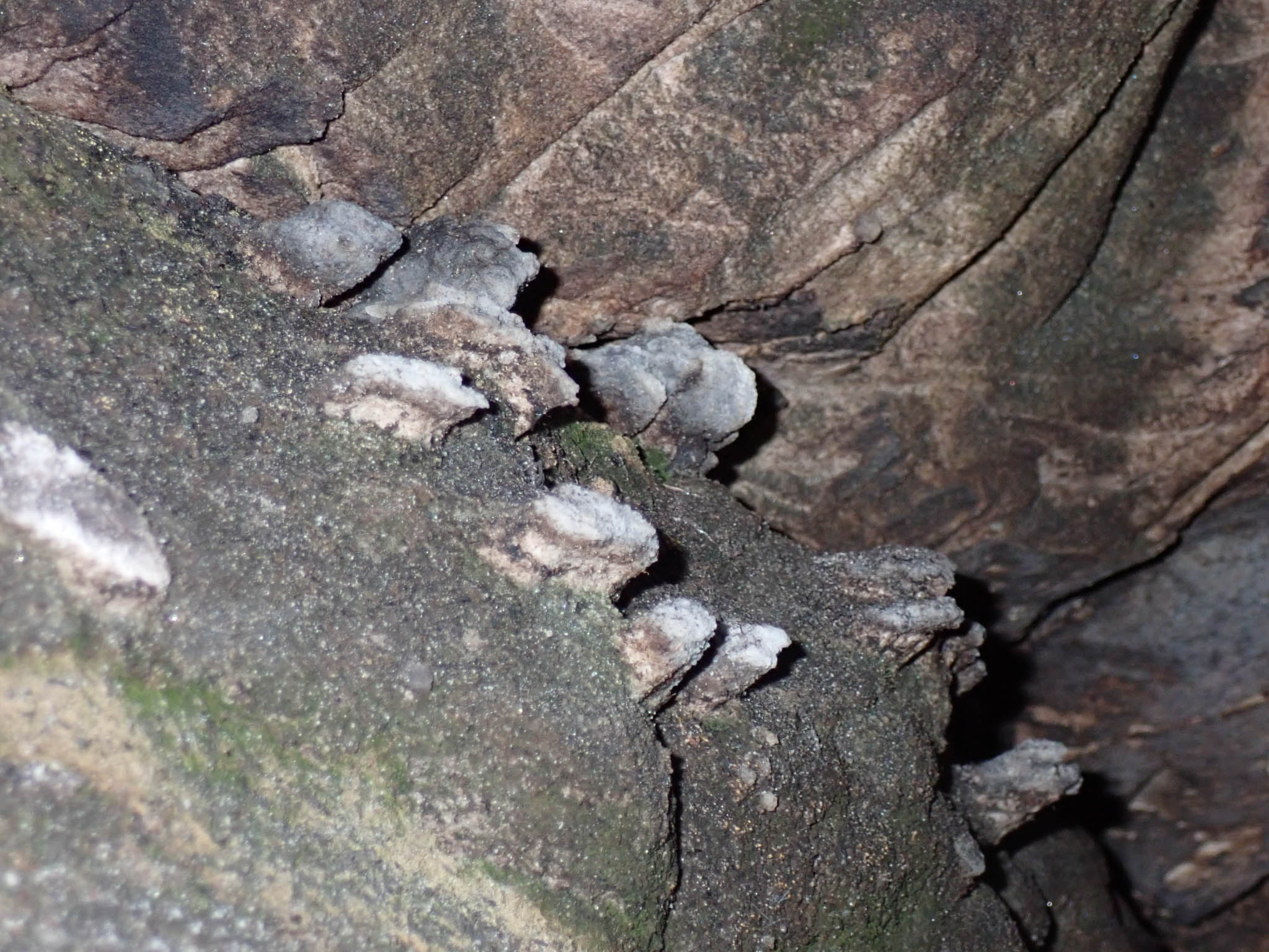 Wall nodules with white caps