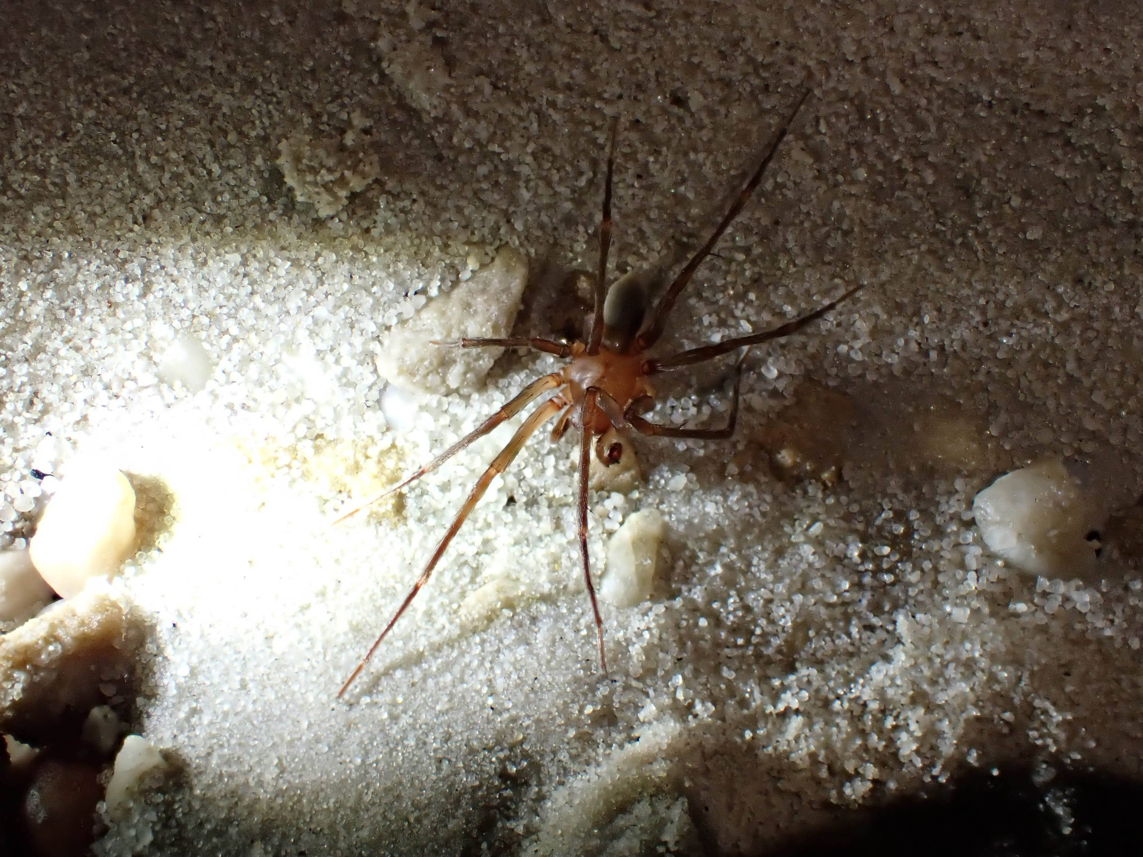 Ronans Well Cave thin spider at the very end of the cave