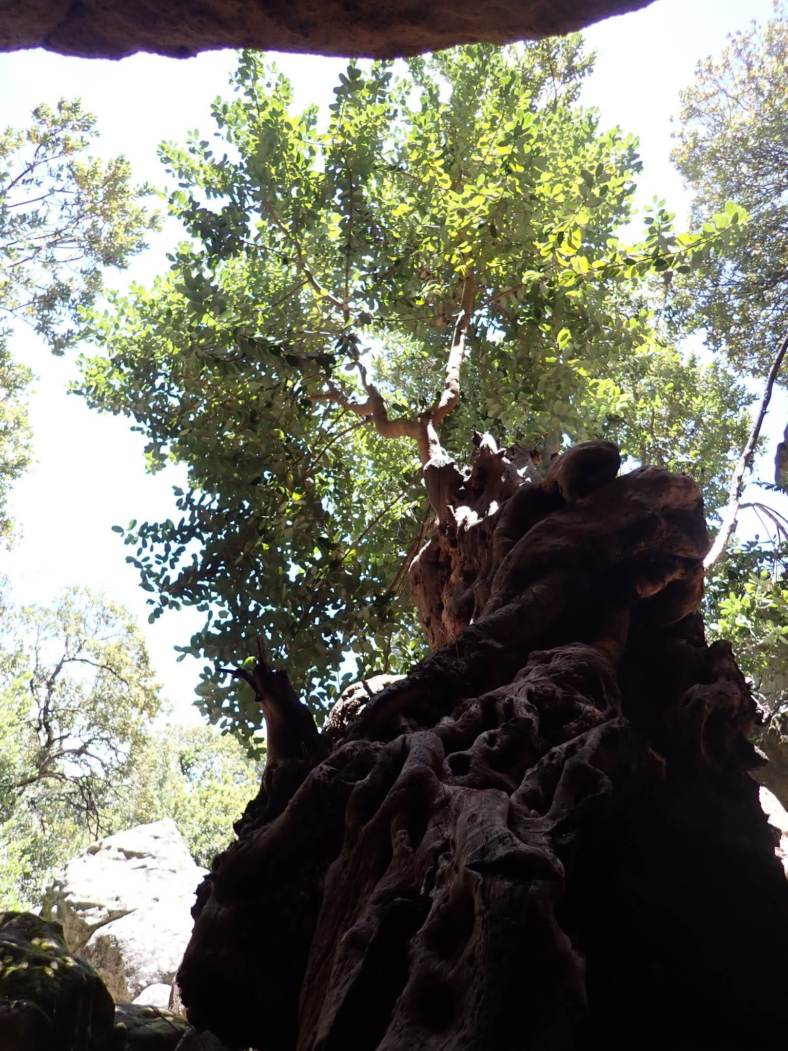Vlêrmuis Cave Swaelkrans entrance