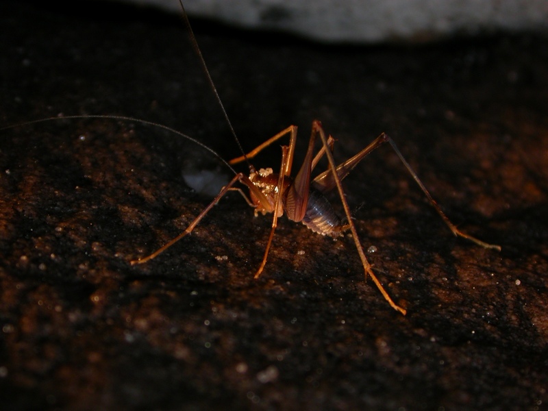 TableMt 20040207 Speleacris tabularis 015