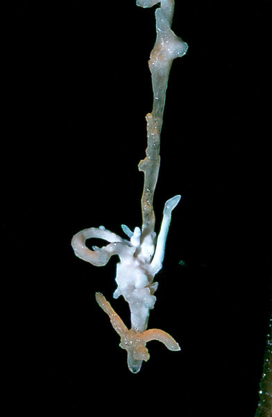 helictite Cango 3 August 1978