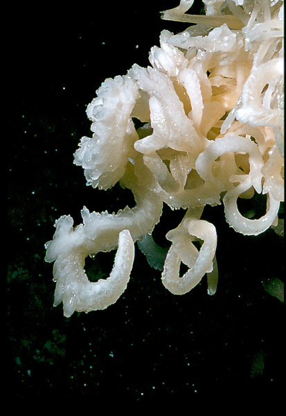 helictites Cango 3 August 1978