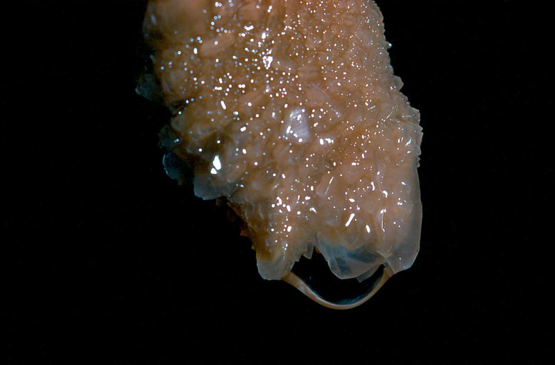 Aladdin's overhang Cango 3 Easter 1980 2