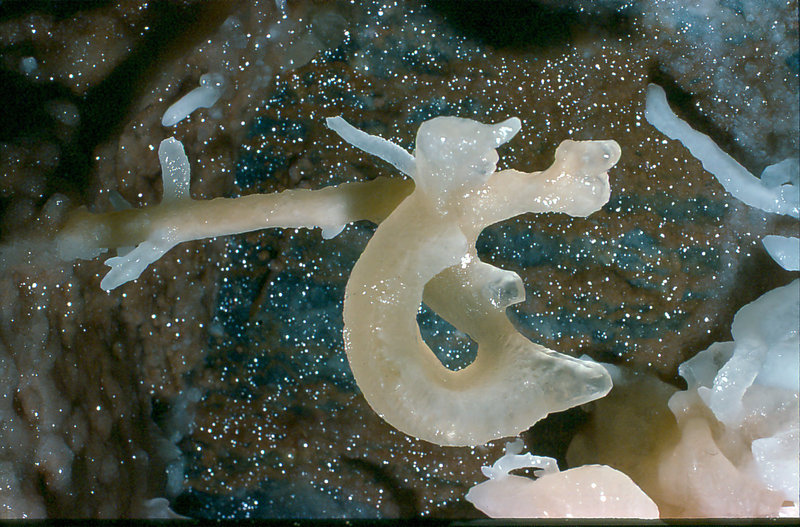 Aladdin's overhang Cango 3 Easter 1980 5