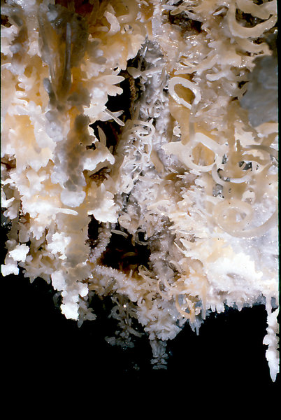 Cango 3 helictites under Aladdins Overhang 01