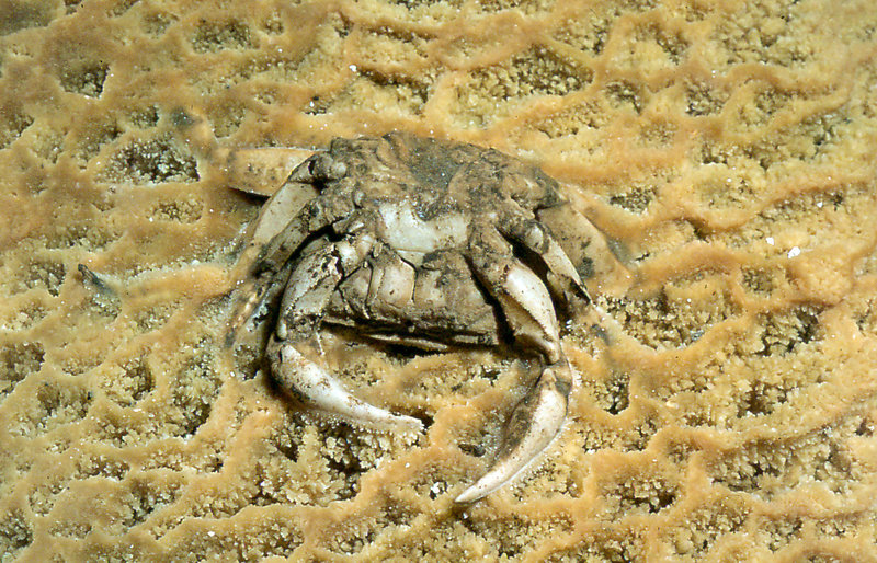 calcified crab Efflux August 1975
