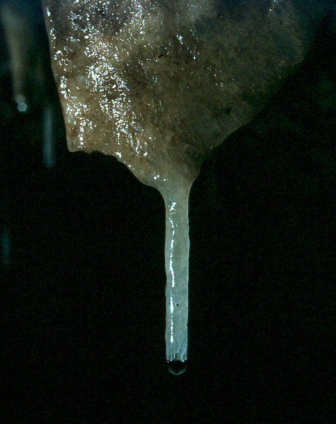 straw in Efflux August 1975