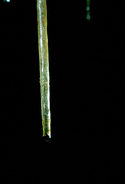 Efflux straw 30th August 1975