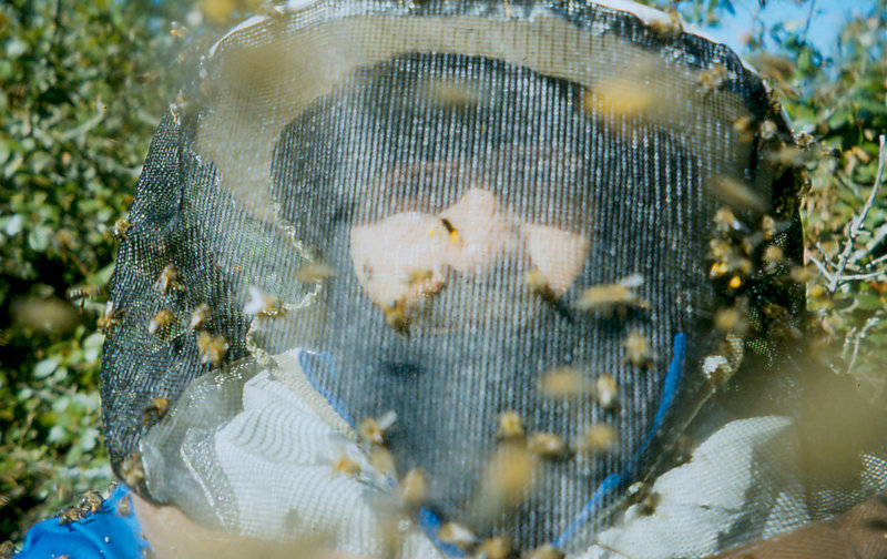 Peter Swart covered in bees De Hoop Nature Reserve