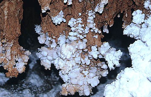 Cango2 Popcorn