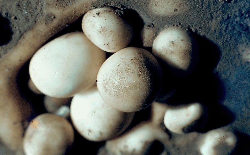 Cave Pearls   Efflux